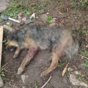 Perro en mal estado en la protectora mencionada. Redes sociales