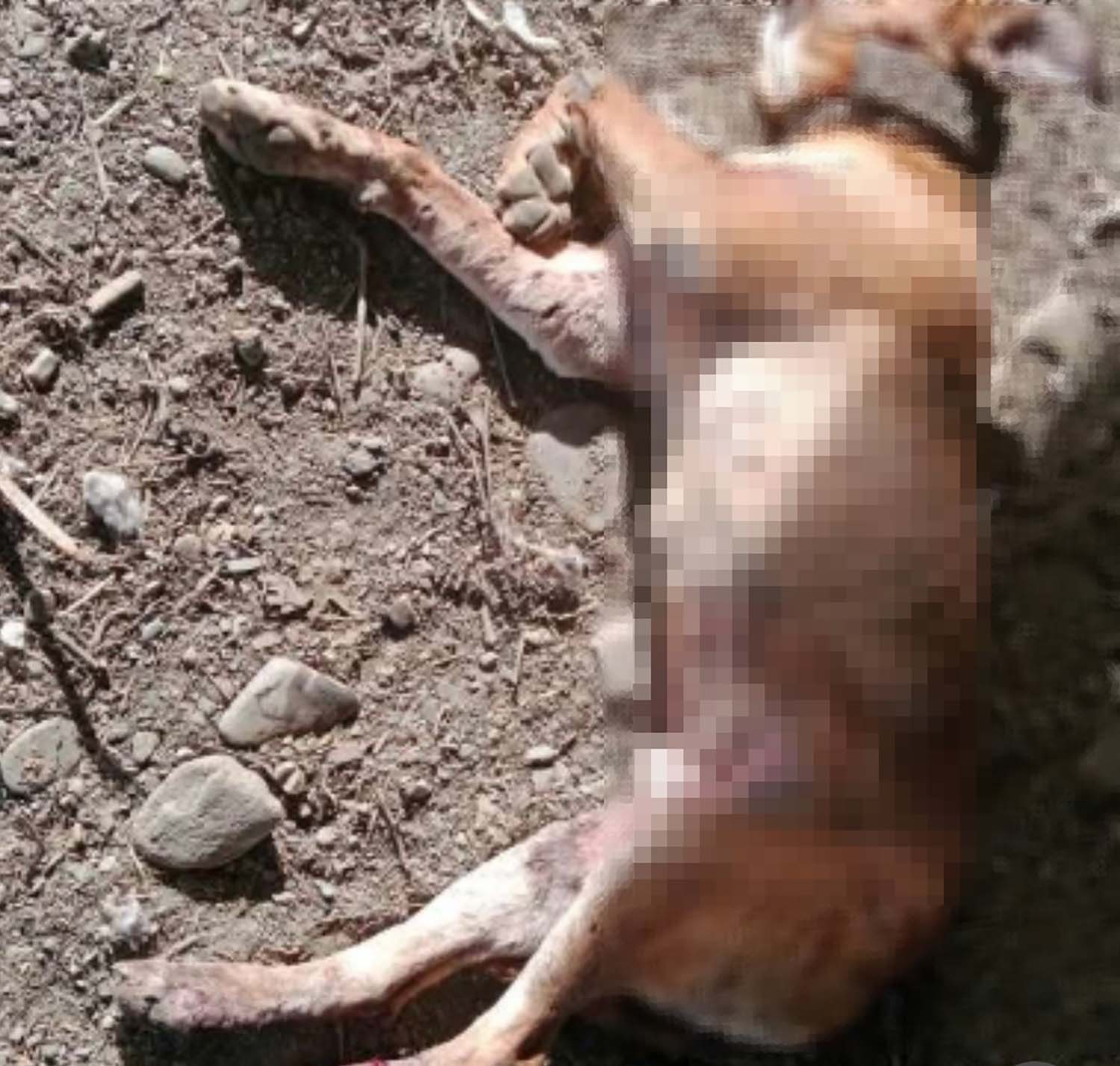 Perro en la protectora mencionada. Redes sociales Perro en la protectora mencionada. Redes sociales