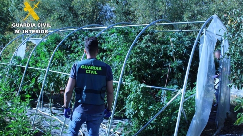 Punto de cannabis localizado en La Bañeza