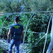 Punto de cannabis localizado en La Bañeza