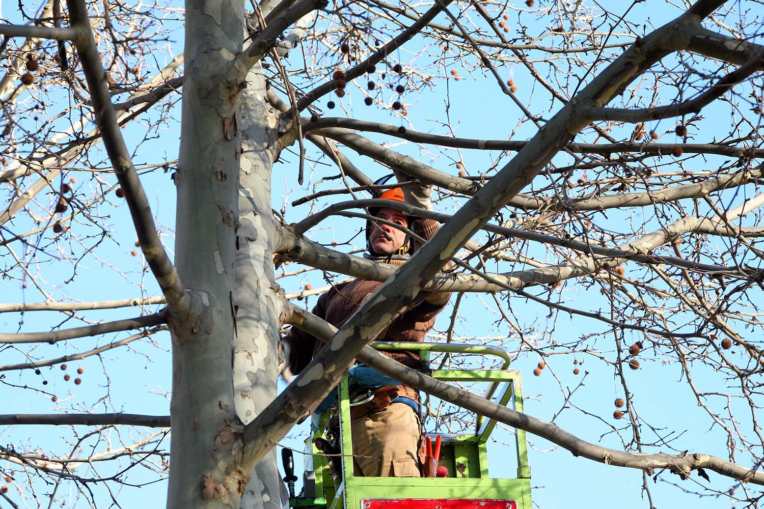 Poda de arboles. archivo Poda de arboles. archivo