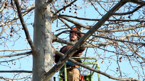 Poda de arboles. archivo