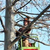 Poda de arboles. archivo