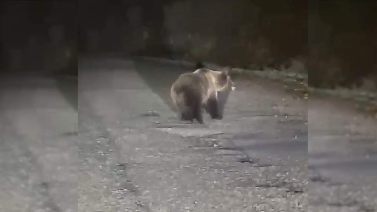 Nuevo avistamiento de un oso en El Bierzo: La carretera de Valdeprado 'pasarela' de un nuevo ejemplar Nuevo avistamiento de un oso en El Bierzo: La carretera de Valdeprado 'pasarela' de un nuevo ejemplar