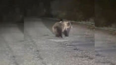 Nuevo avistamiento de un oso en El Bierzo: La carretera de Valdeprado 'pasarela' de un nuevo ejemplar Nuevo avistamiento de un oso en El Bierzo: La carretera de Valdeprado 'pasarela' de un nuevo ejemplar