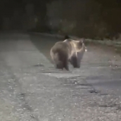  Nuevo avistamiento de un oso en El Bierzo: La carretera de Valdeprado 'pasarela' de un nuevo ejemplar