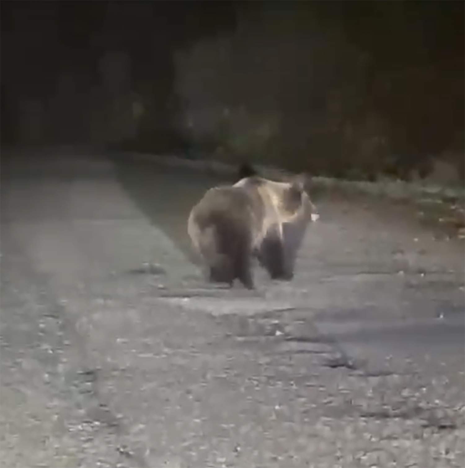 Oso en la carretera de Valdeprado 2 Oso en la carretera de Valdeprado 2