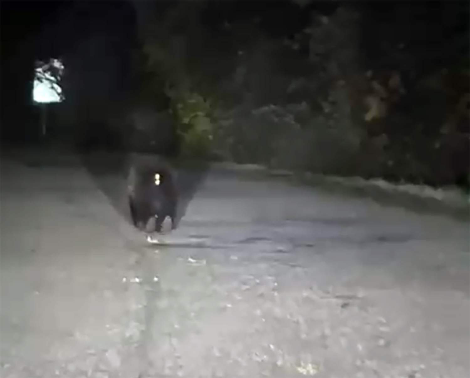 Oso en la carretera de Valdeprado Oso en la carretera de Valdeprado