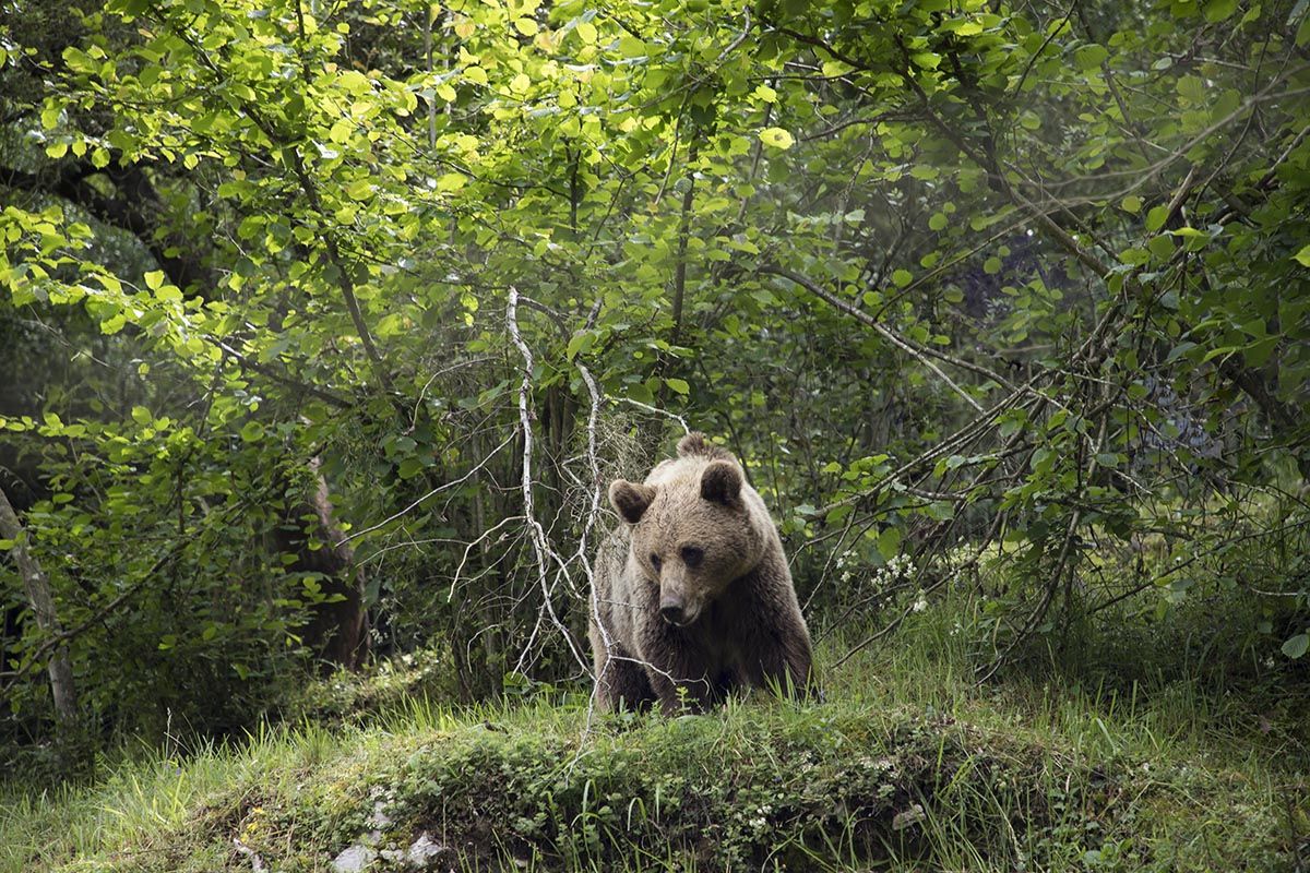 Imagen de archivo de un oso pardo | Condenado a dos años de prisión el cazador que mató una osa en Palencia tras alegar que confundió al animal con un jabalí