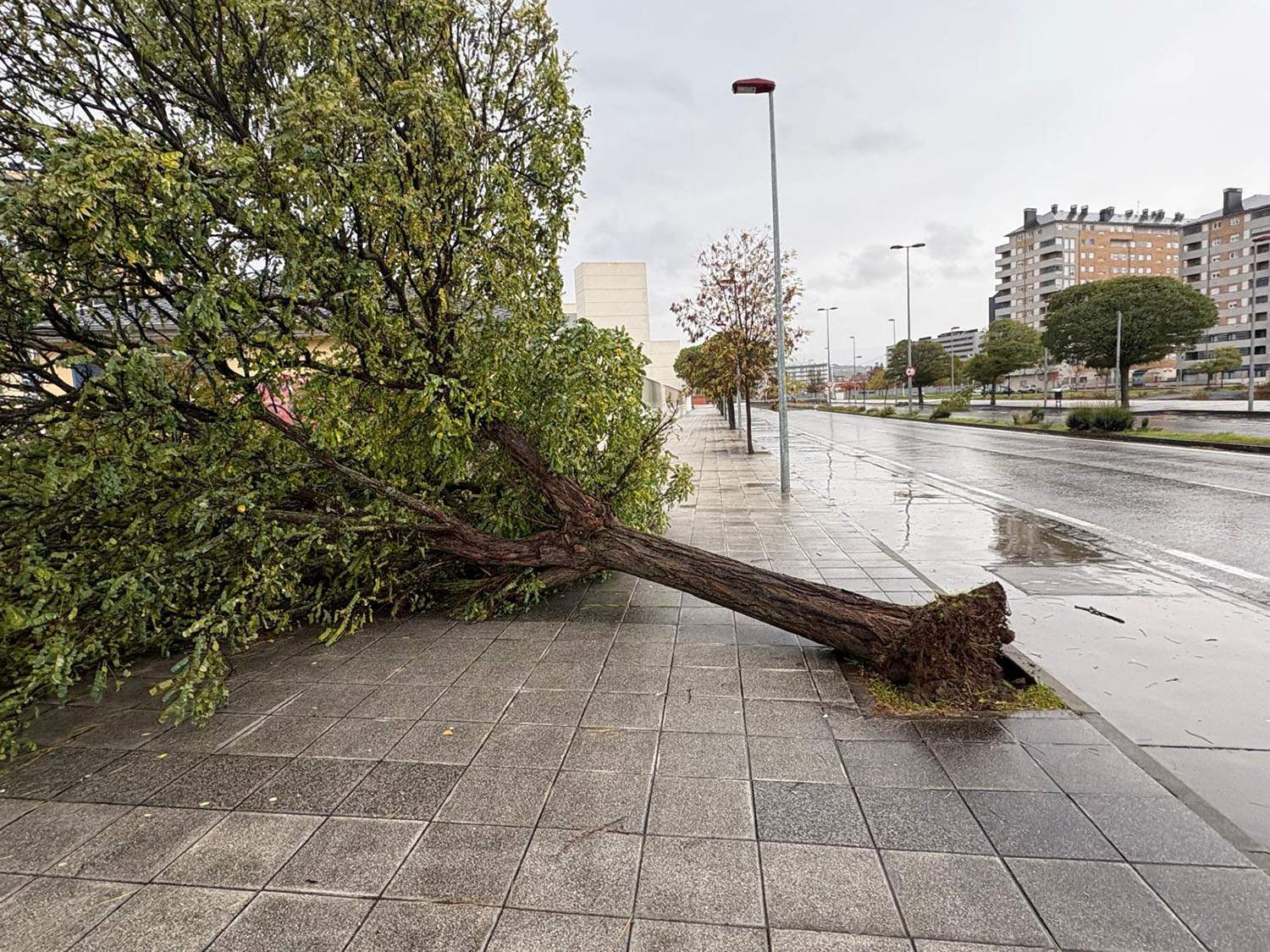 Fuertes rachas de viento arrancan un árbol de cuajo en la Rosaleda