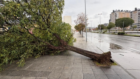 Fuertes rachas de viento arrancan un árbol de cuajo en la Rosaleda