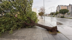 Fuertes rachas de viento arrancan un árbol de cuajo en la Rosaleda