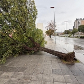 Fuertes rachas de viento arrancan un árbol de cuajo en la Rosaleda