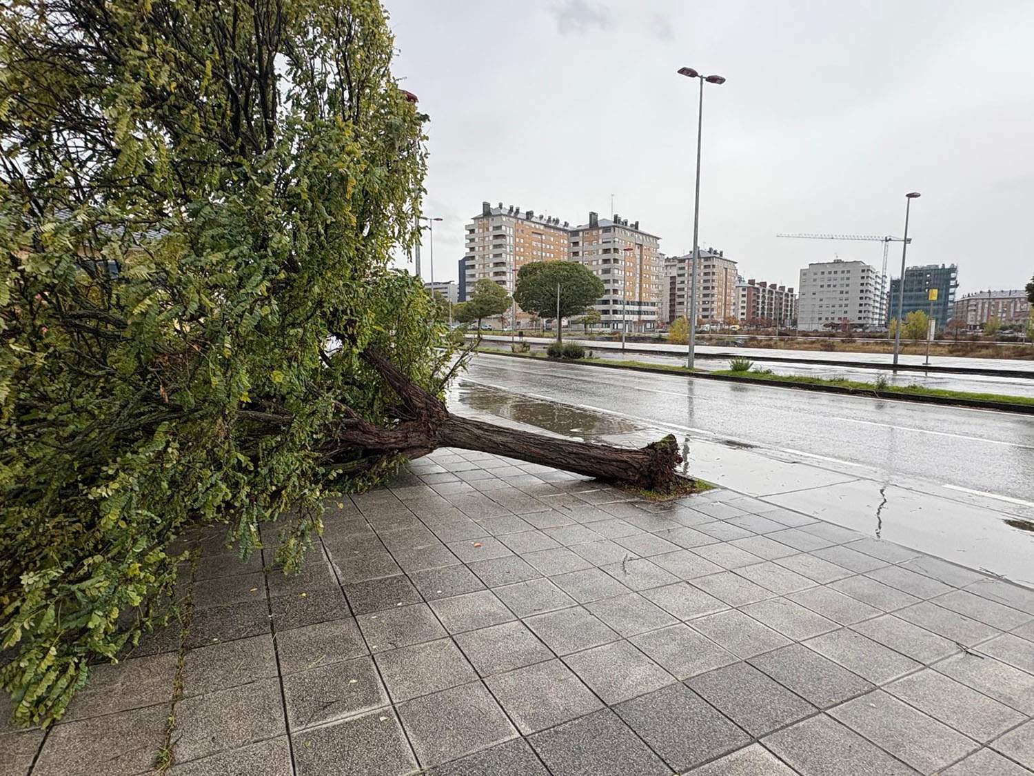 Fuertes rachas de viento arrancan un árbol de cuajo en la Rosaleda.