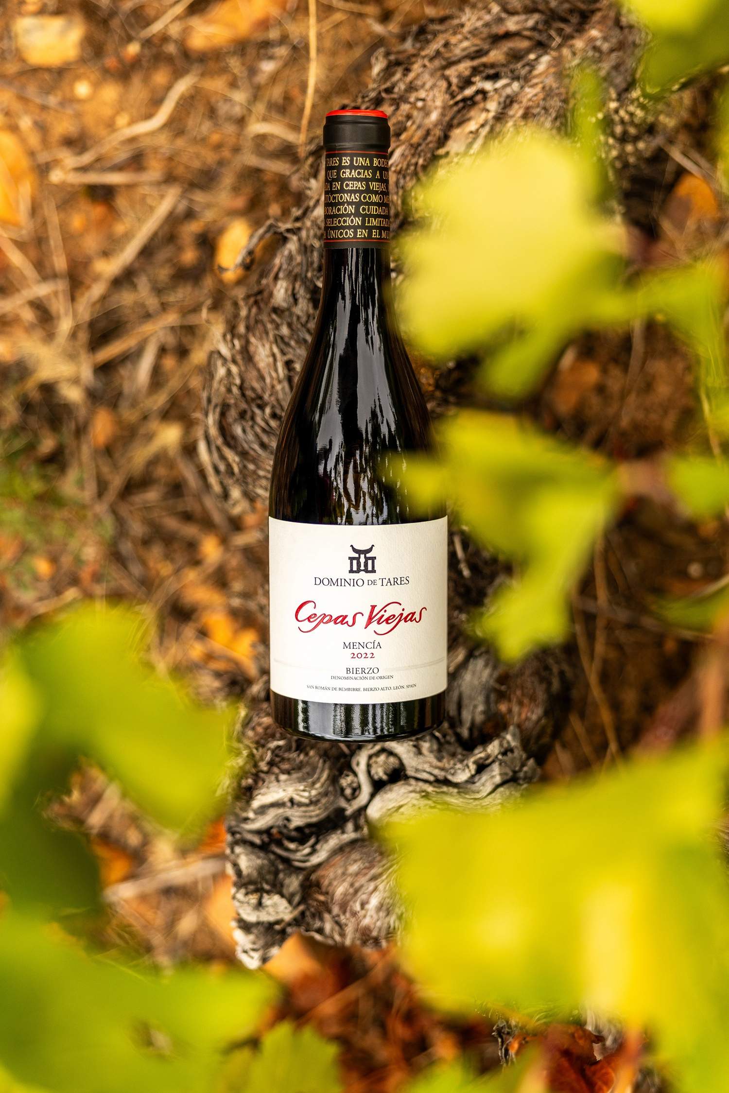 Cepas Viejas de Dominio de Tares Cepas Viejas de Dominio de Tares