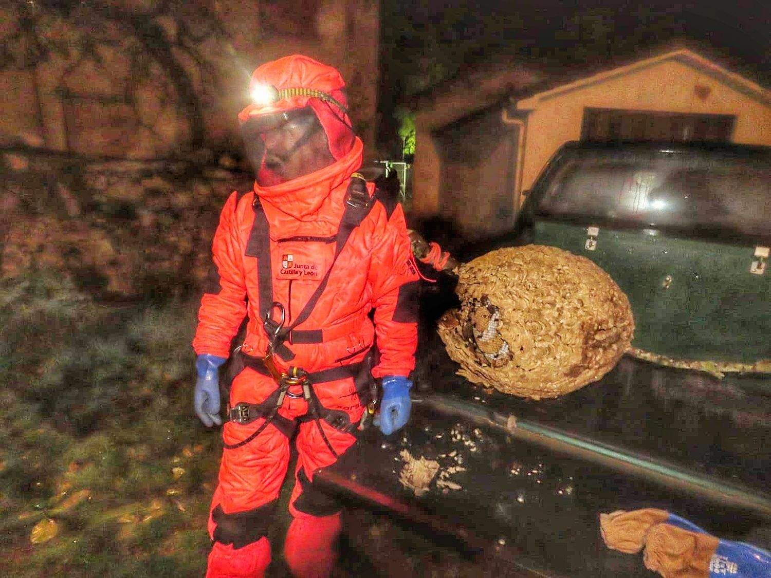 Lucha contra la 'Vespa velutina' en León: La Junta retiró 80 nidos de avispa asíatica en la provincia Lucha contra la 'Vespa velutina' en León: La Junta retiró 80 nidos de avispa asíatica en la provincia