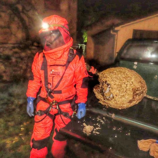 Lucha contra la 'Vespa velutina' en León. archivo Lucha contra la 'Vespa velutina' en León. archivo