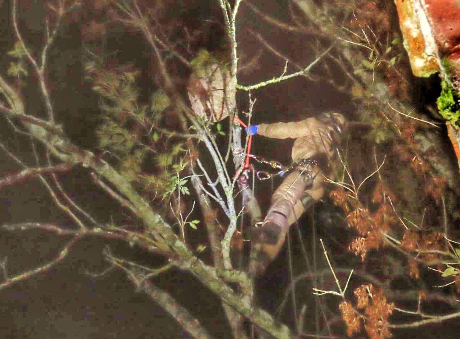 Avispa asiática Avispa asiática