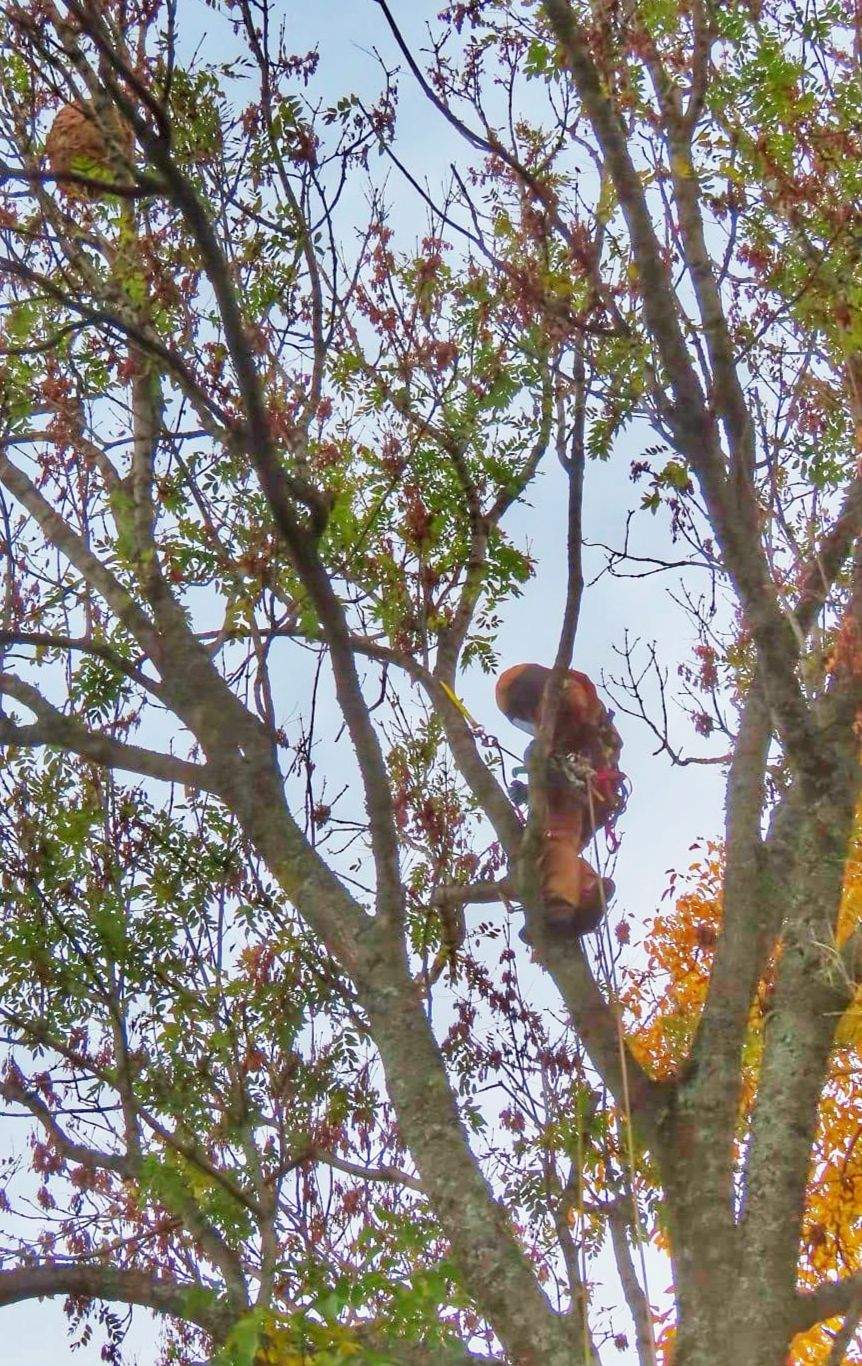 Avispa asiática Avispa asiática