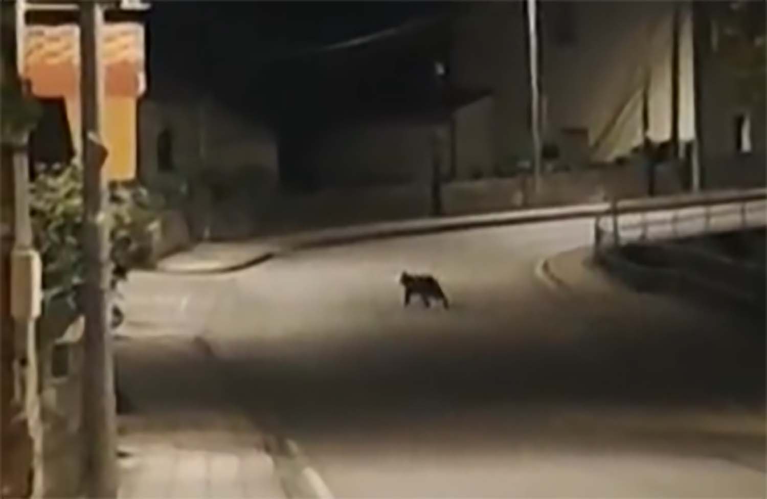 Osezno en las calles de Toreno Osezno en las calles de Toreno