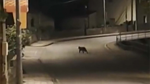 Osezno en las calles de Toreno