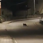 Osezno en las calles de Toreno