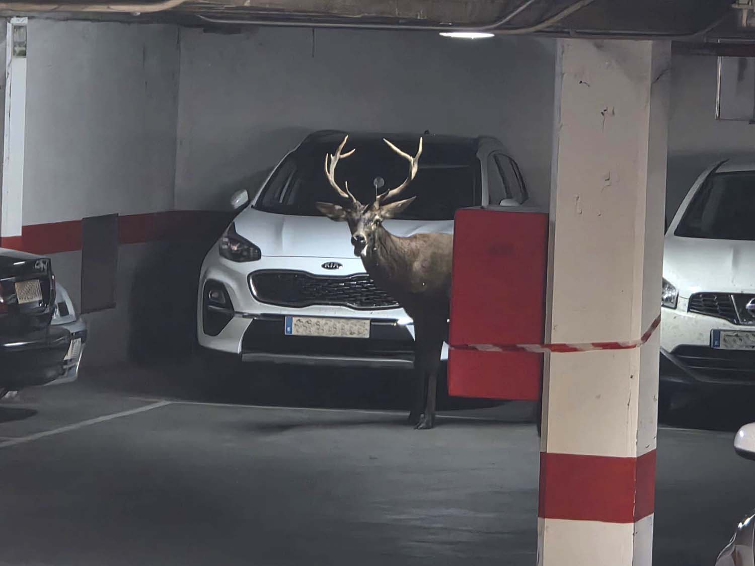 ICAL. Un ciervo llega hasta el centro de Zamora y se mete en un aparcamiento del Casco Antiguo ICAL. Un ciervo llega hasta el centro de Zamora y se mete en un aparcamiento del Casco Antiguo