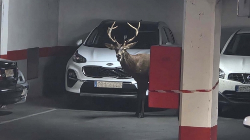 ICAL. Un ciervo llega hasta el centro de Zamora y se mete en un aparcamiento del Casco Antiguo