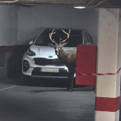 ICAL. Un ciervo llega hasta el centro de Zamora y se mete en un aparcamiento del Casco Antiguo