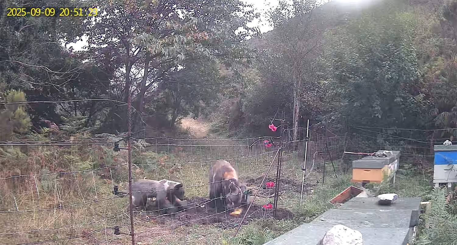 Osos en la zona de Ancares 3