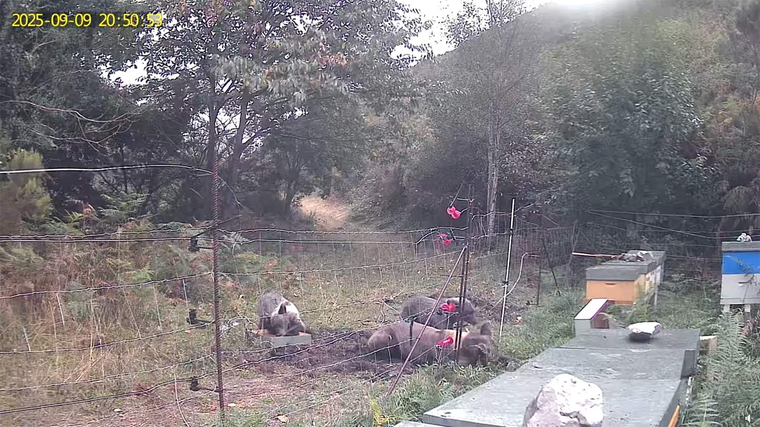 Osos en la zona de Ancares 2