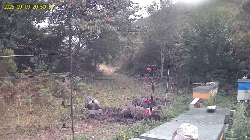 Osos entrando en un colmenar | Foto: Publicación en Facebook de 'Miel Inmaculada' 
