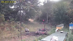 Osos entrando en un colmenar | Foto: Publicación en Facebook de 'Miel Inmaculada' 