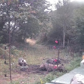 Osos entrando en un colmenar | Foto: Publicación en Facebook de 'Miel Inmaculada' 