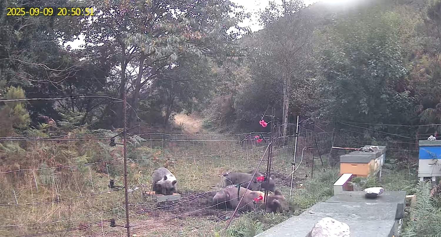 Osos en la zona de Ancares