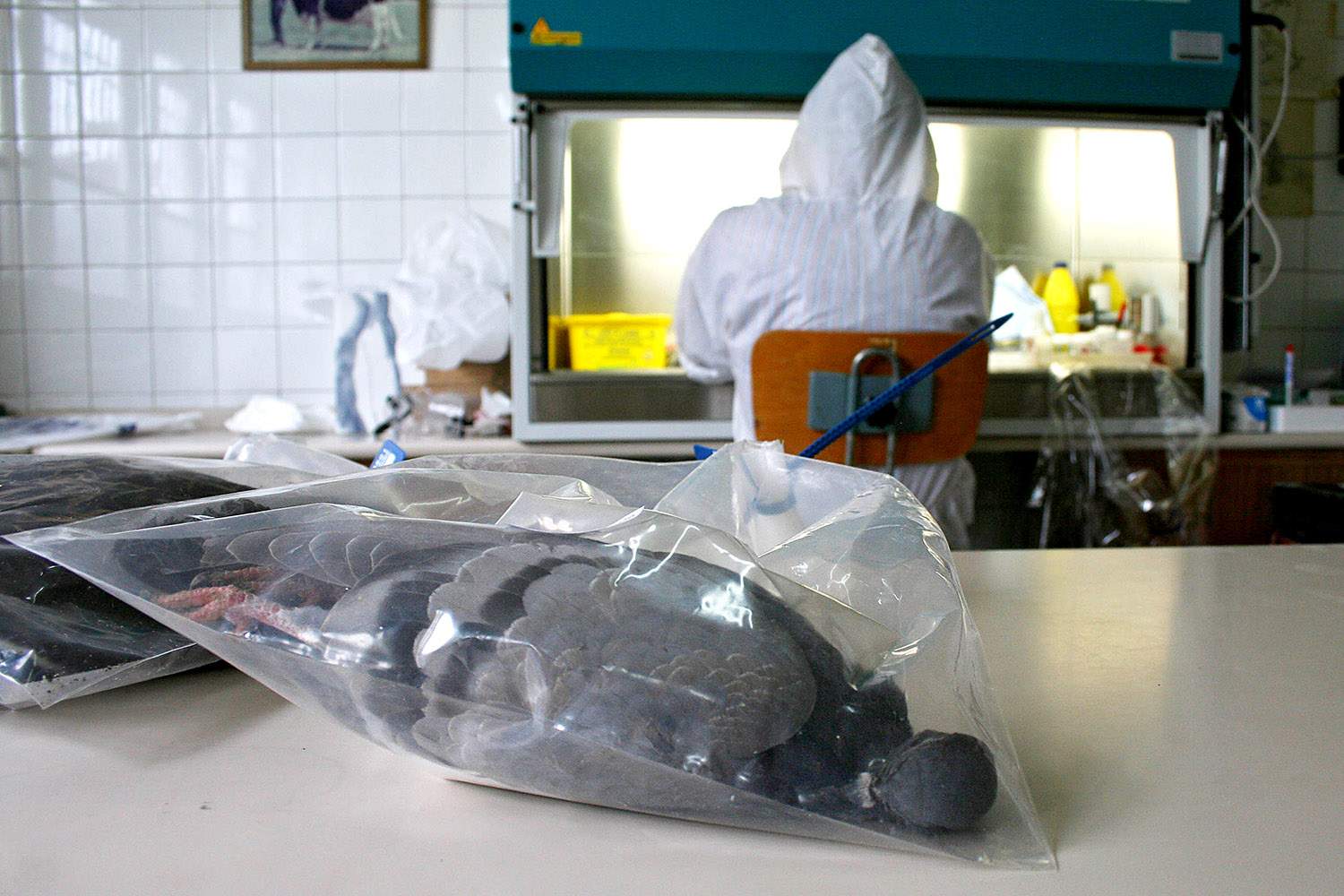 Peio García / ICAL . El cadáver de una paloma encontrado en Zamora espera a ser examinado por un técnico del Laboratorio Regional ubicado en León