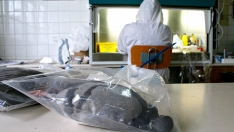 Peio García / ICAL . El cadáver de una paloma encontrado en Zamora espera a ser examinado por un técnico del Laboratorio Regional ubicado en León