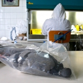 Peio García / ICAL . El cadáver de una paloma encontrado en Zamora espera a ser examinado por un técnico del Laboratorio Regional ubicado en León