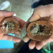 El CEIP Emilia Menéndez de La Robla ayuda a la reforestación tras los incendios con 'bombas de semilla' El CEIP Emilia Menéndez de La Robla ayuda a la reforestación tras los incendios con 'bombas de semilla'