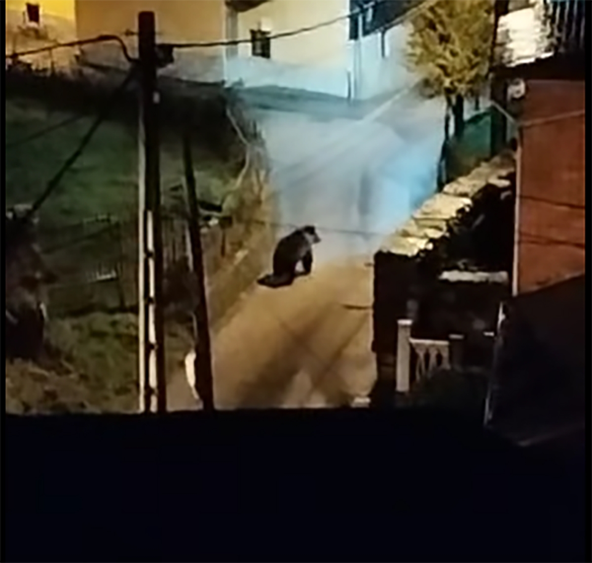 Un oso se pasea de noche por las calles de Palacios del Sil Un oso se pasea de noche por las calles de Palacios del Sil