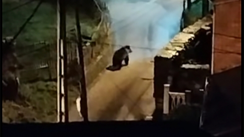 Un oso se pasea de noche por las calles de Palacios del Sil