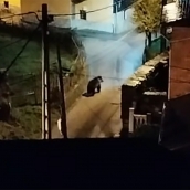 Un oso se pasea de noche por las calles de Palacios del Sil