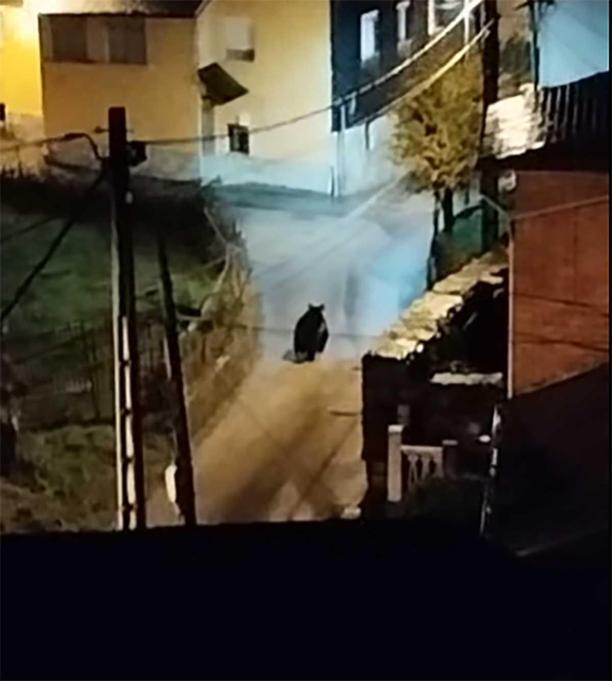 Oso en Palacios del Sil 2 Oso en Palacios del Sil 2