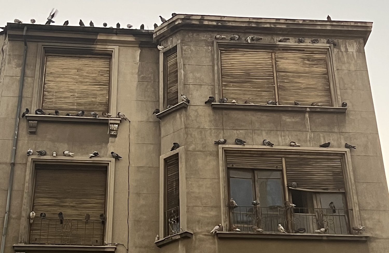 Palomas en la zona de San Ignacio