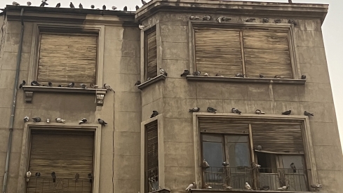 Palomas en la zona de San Ignacio