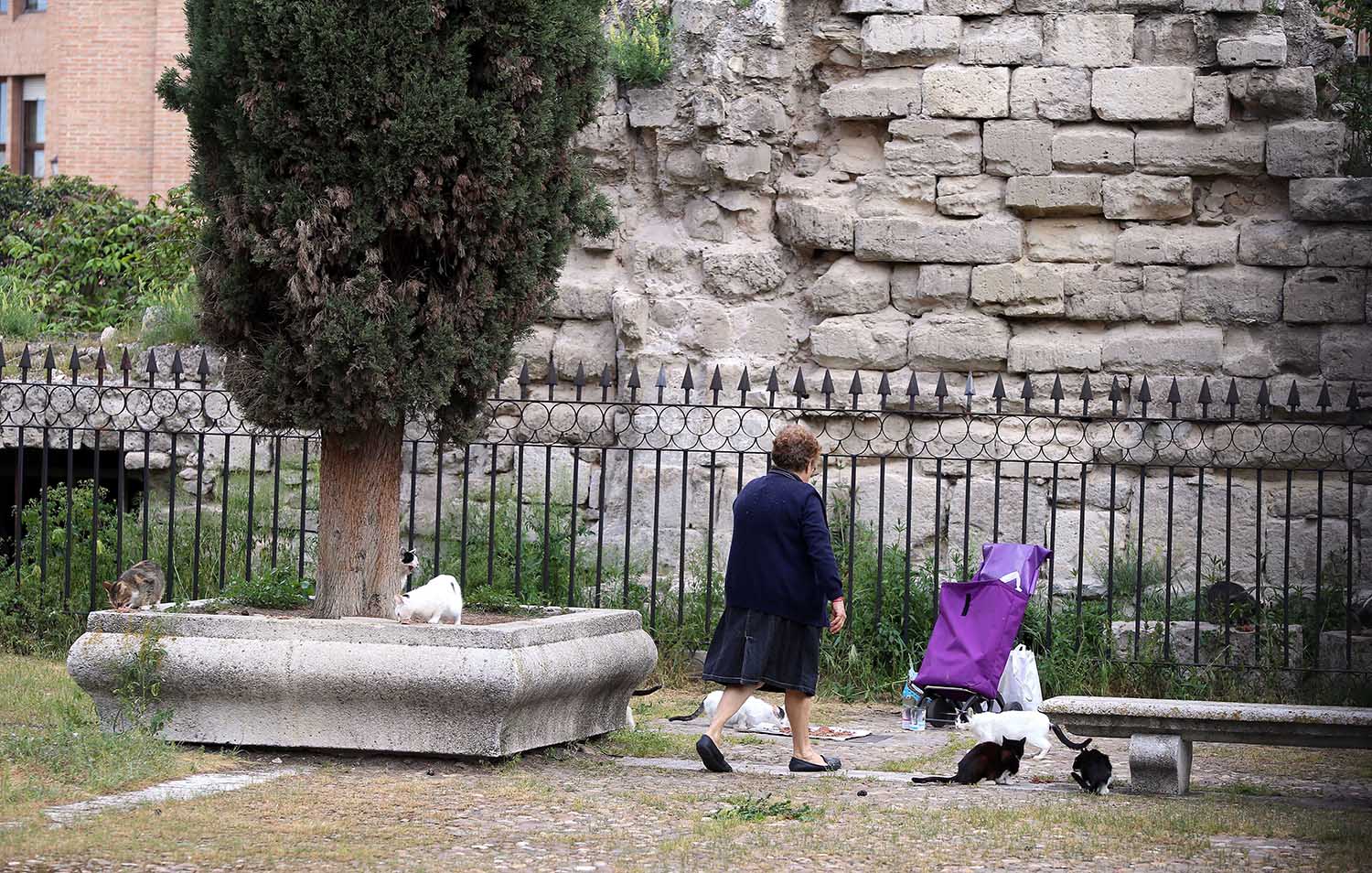Una señora alimentando a unos gatos Una señora alimentando a unos gatos