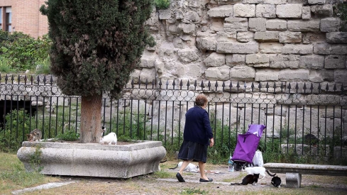 Una señora alimentando a unos gatos