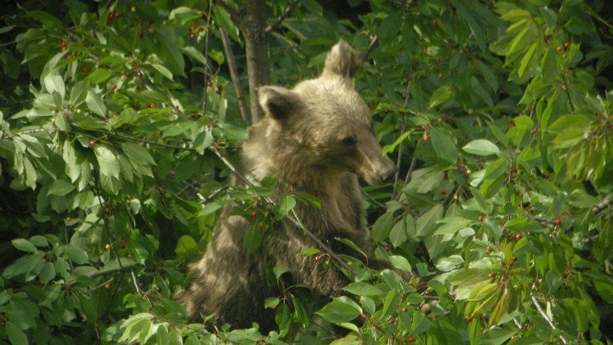 oso osos fundacion oso 21