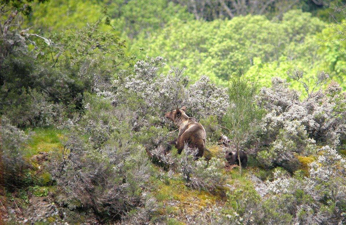 oso osos fundacion oso 1