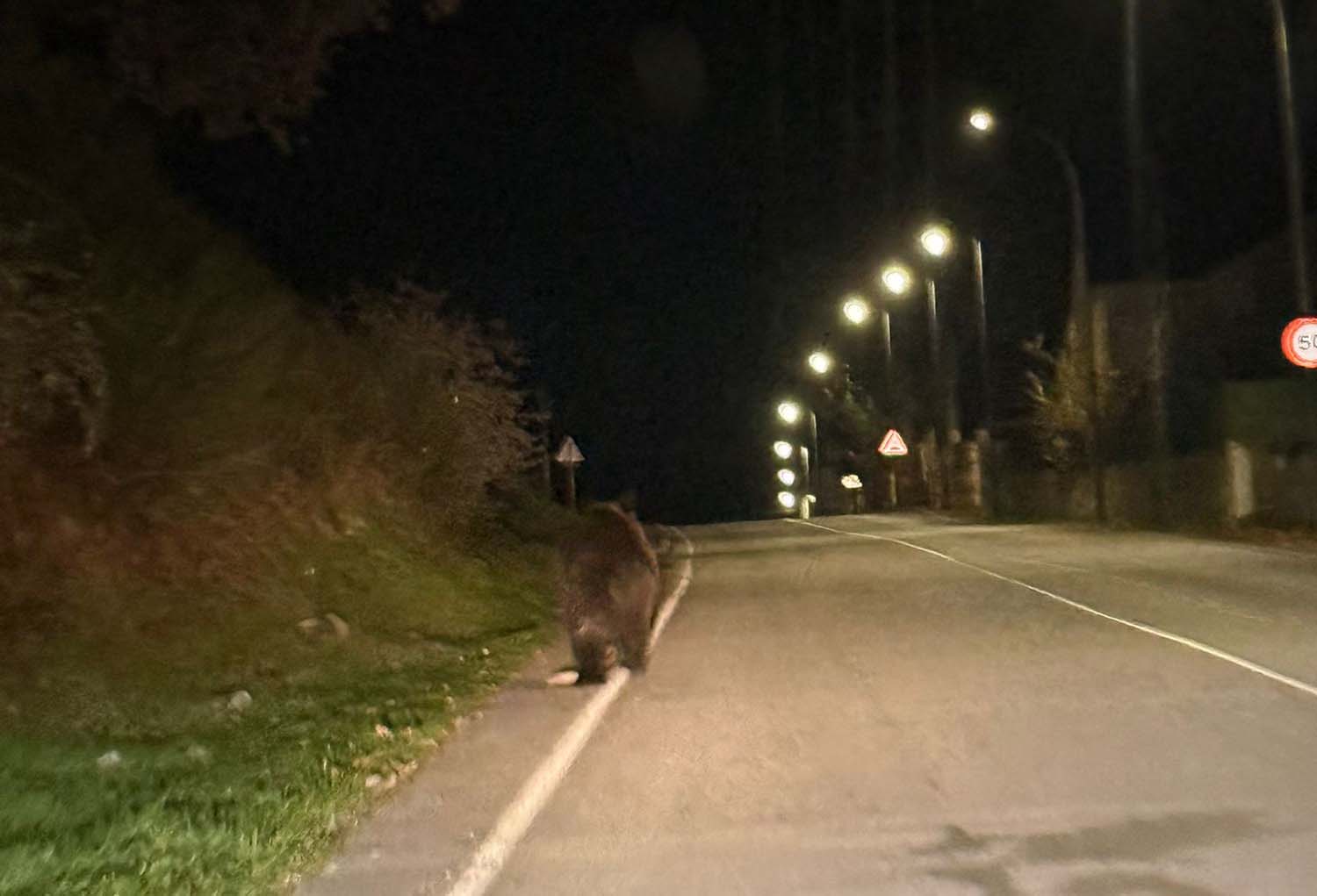 Avistamiento de oso pardo en Páramo del Sil. Cedida a Infobierzo